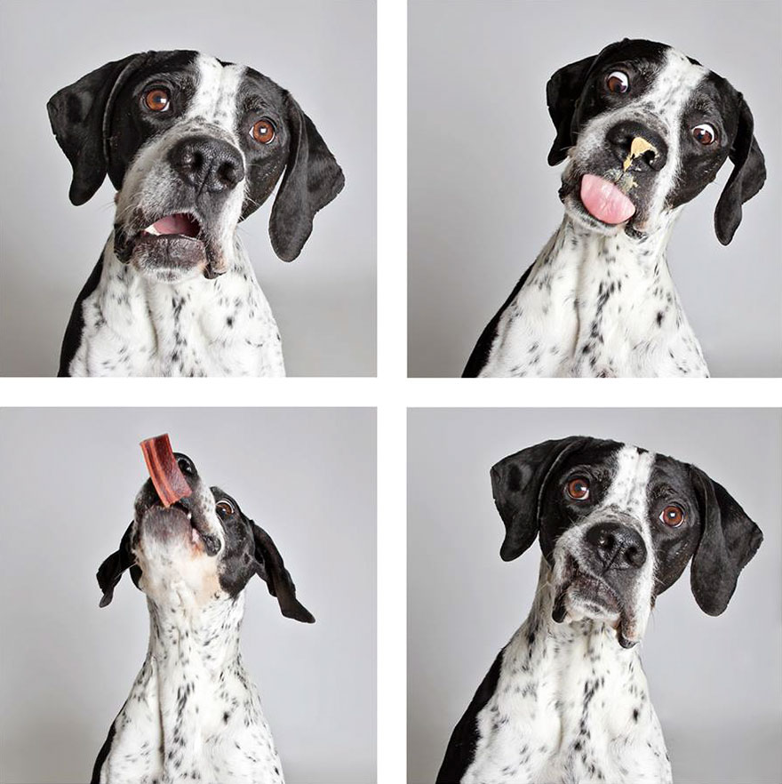 Shelter Dog Photobooth Pics Helps More Pups Find Forever Homes (25 pics)
