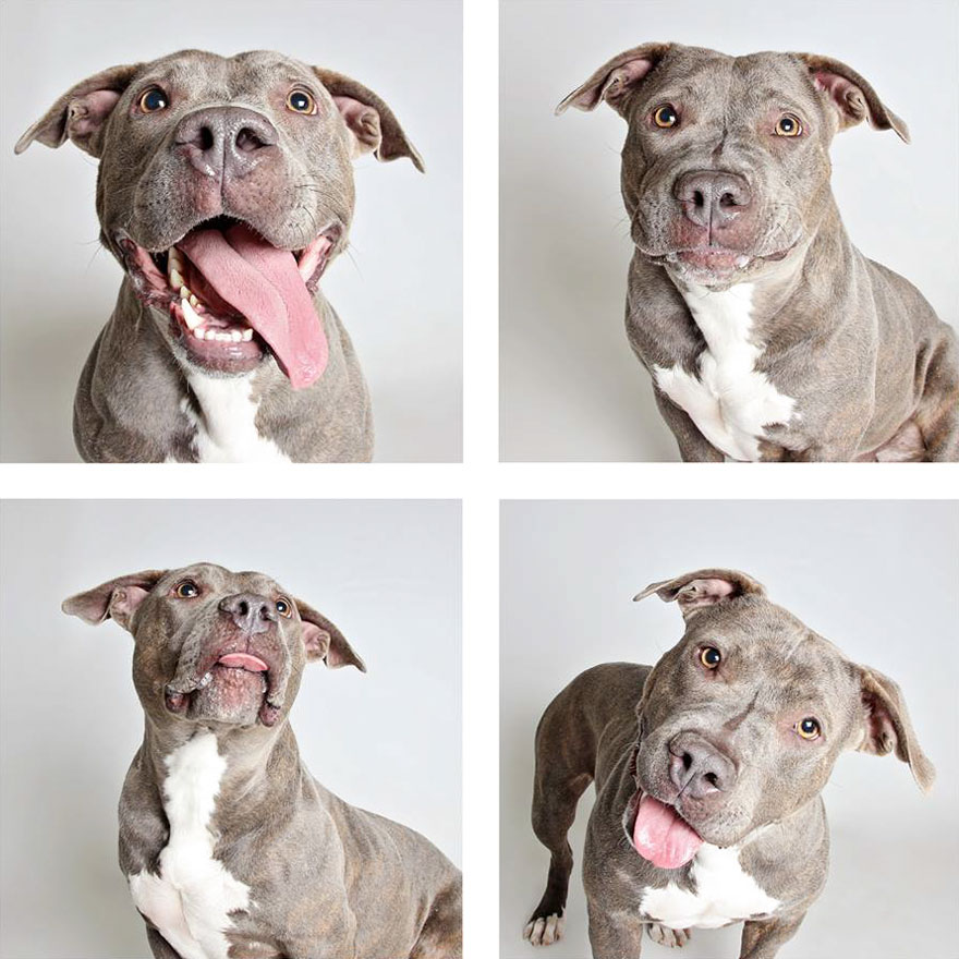 Shelter Dog Photobooth Pics Helps More Pups Find Forever Homes (25 pics)