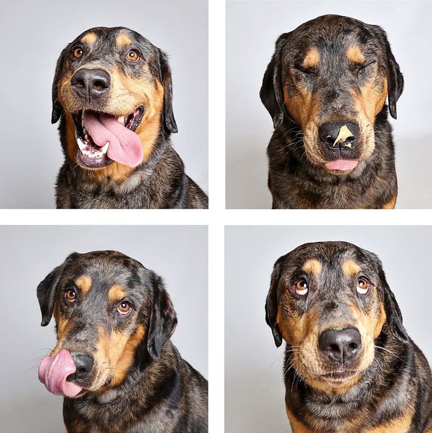Shelter Dog Photobooth Pics Helps More Pups Find Forever Homes (25 pics)