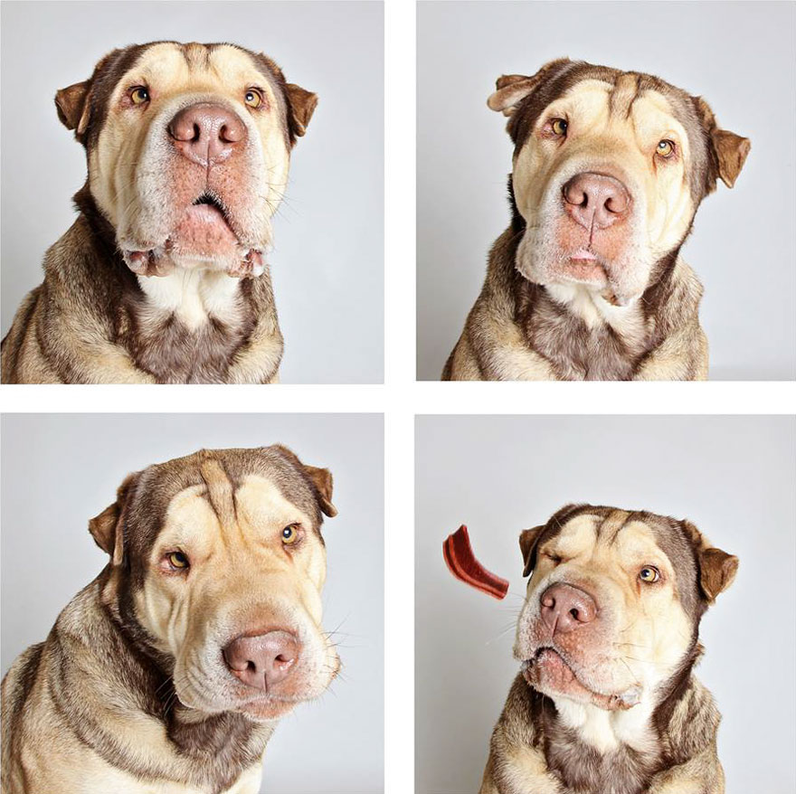 Shelter Dog Photobooth Pics Helps More Pups Find Forever Homes (25 pics)