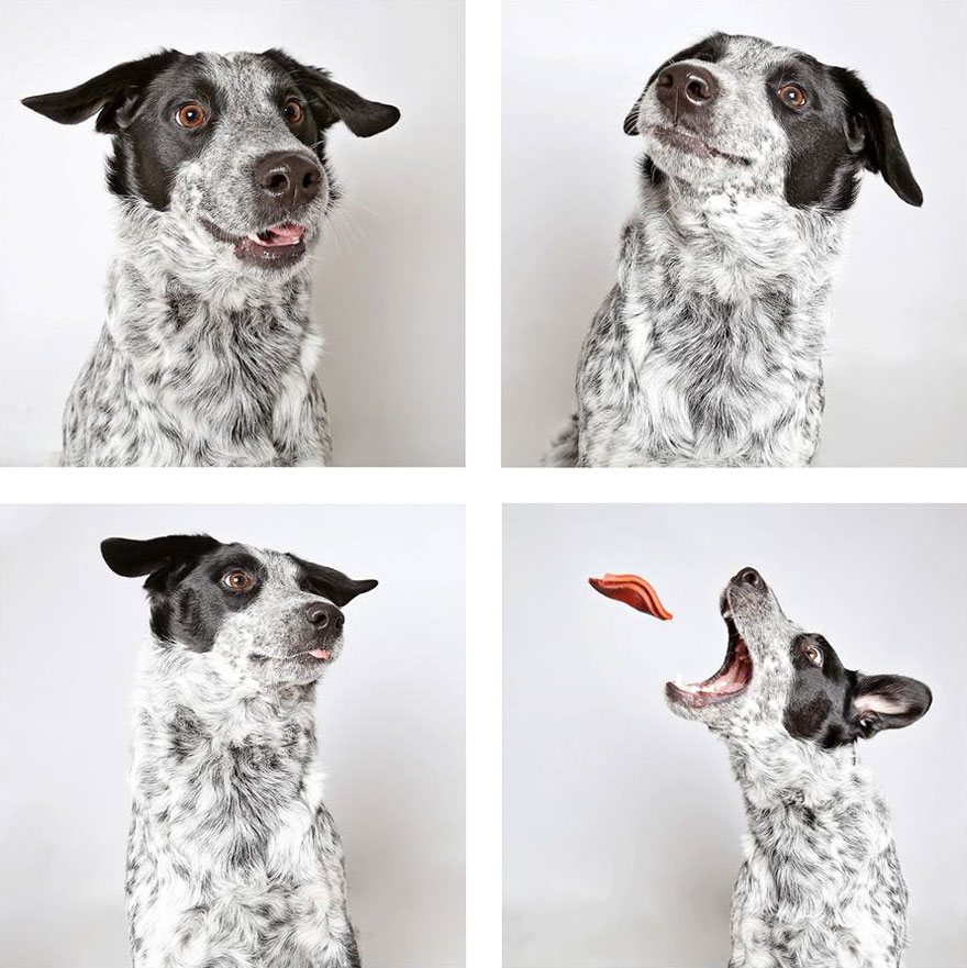 Shelter Dog Photobooth Pics Helps More Pups Find Forever Homes (25 pics)