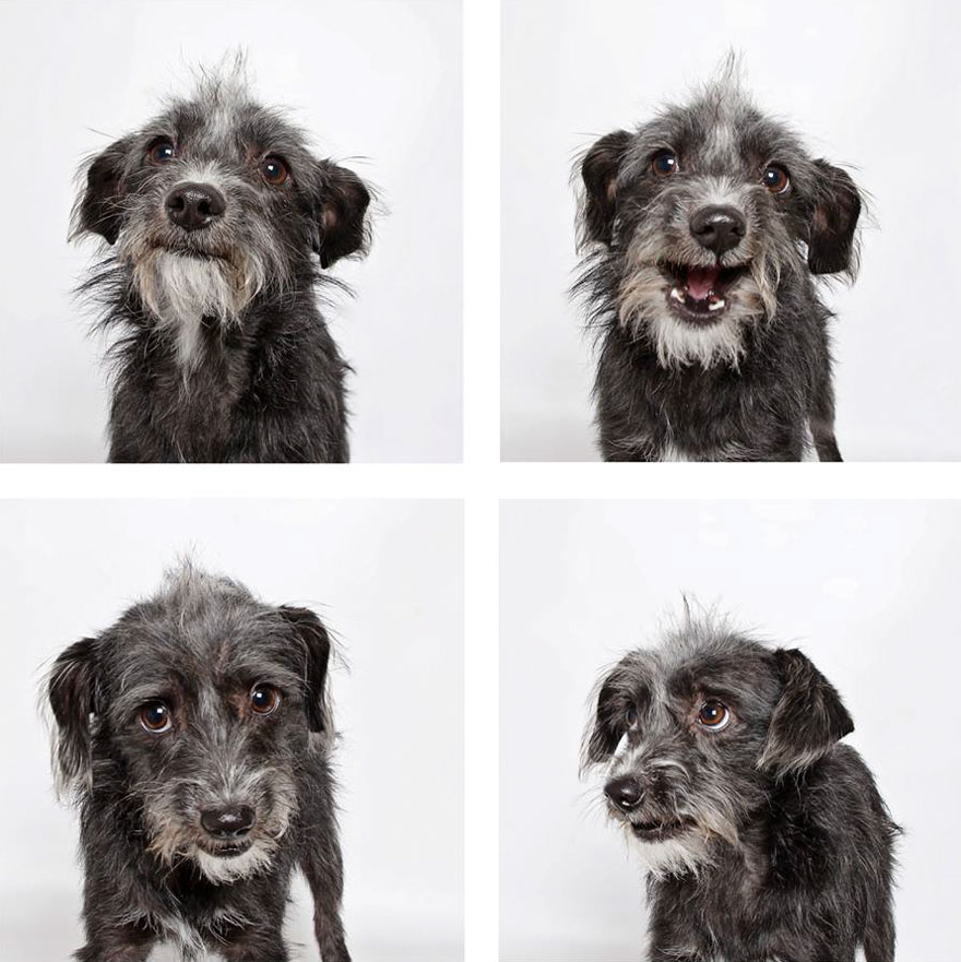 Shelter Dog Photobooth Pics Helps More Pups Find Forever Homes (25 pics)
