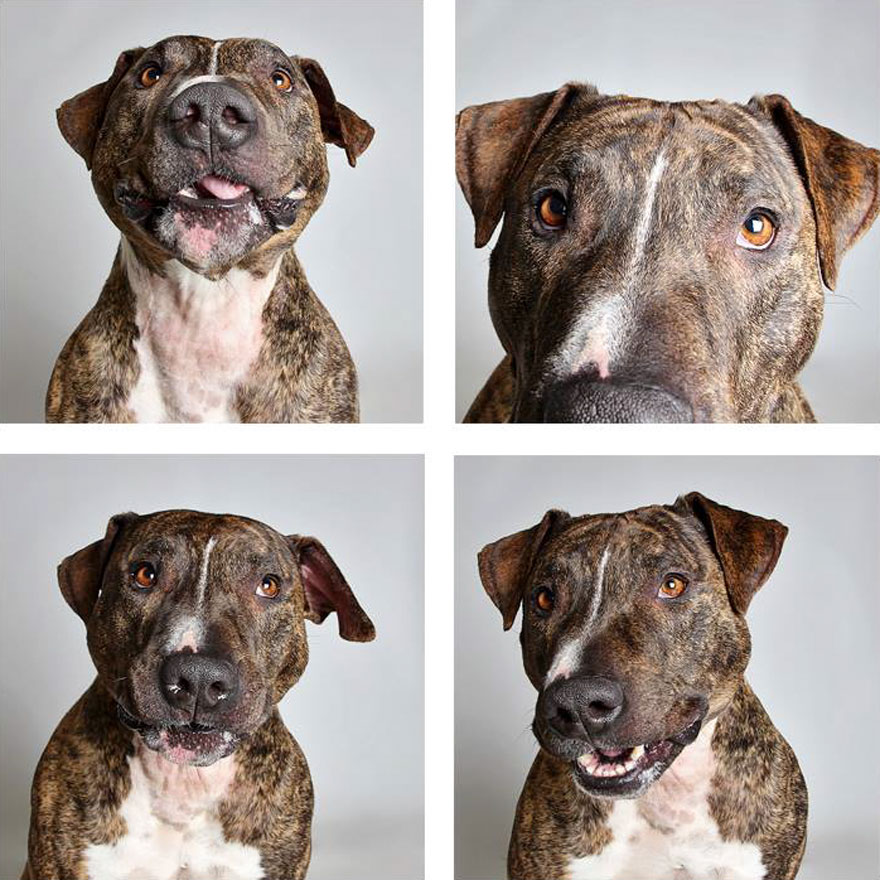 Shelter Dog Photobooth Pics Helps More Pups Find Forever Homes (25 pics)