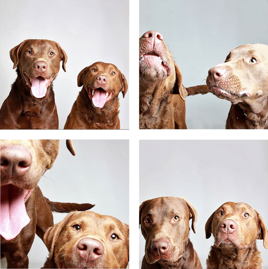 Shelter Dog Photobooth Pics Helps More Pups Find Forever Homes (25 pics)
