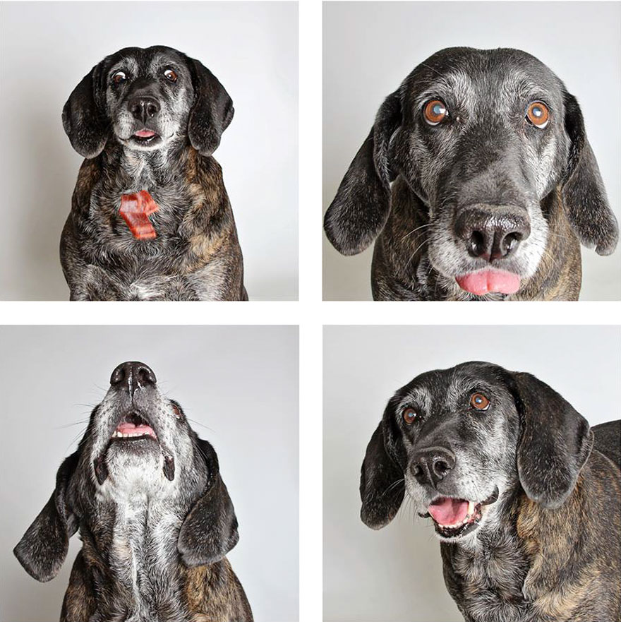 Shelter Dog Photobooth Pics Helps More Pups Find Forever Homes (25 pics)