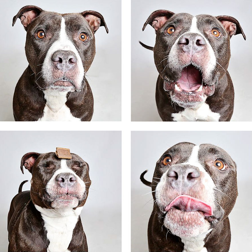 Shelter Dog Photobooth Pics Helps More Pups Find Forever Homes (25 pics)