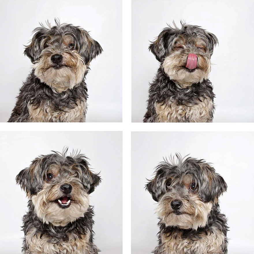 Shelter Dog Photobooth Pics Helps More Pups Find Forever Homes (25 pics)