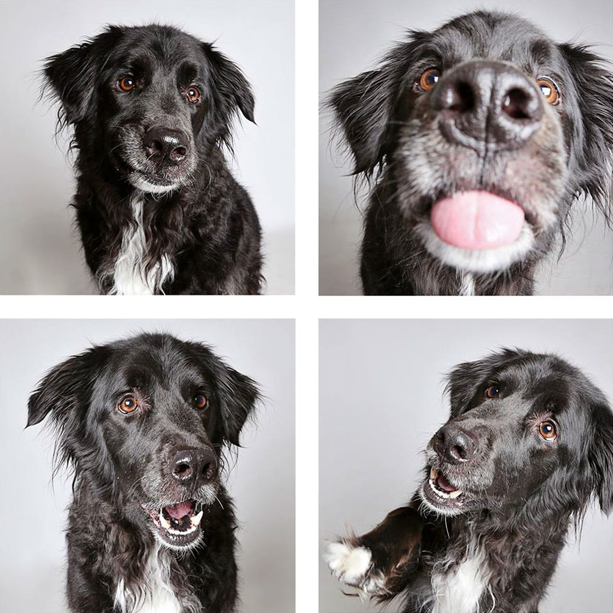 Shelter Dog Photobooth Pics Helps More Pups Find Forever Homes (25 pics)