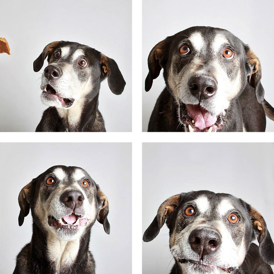Shelter Dog Photobooth Pics Helps More Pups Find Forever Homes (25 pics)