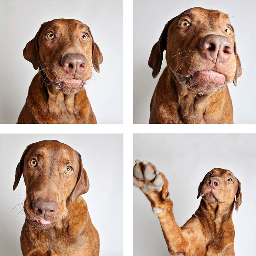 Shelter Dog Photobooth Pics Helps More Pups Find Forever Homes (25 pics)
