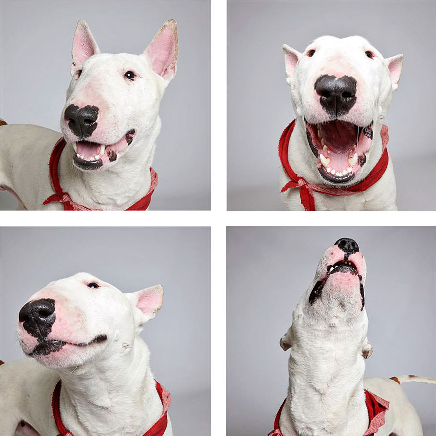 Shelter Dog Photobooth Pics Helps More Pups Find Forever Homes (25 pics)