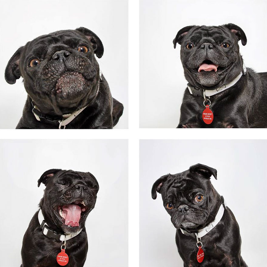 Shelter Dog Photobooth Pics Helps More Pups Find Forever Homes (25 pics)
