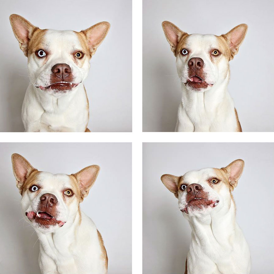 Shelter Dog Photobooth Pics Helps More Pups Find Forever Homes (25 pics)