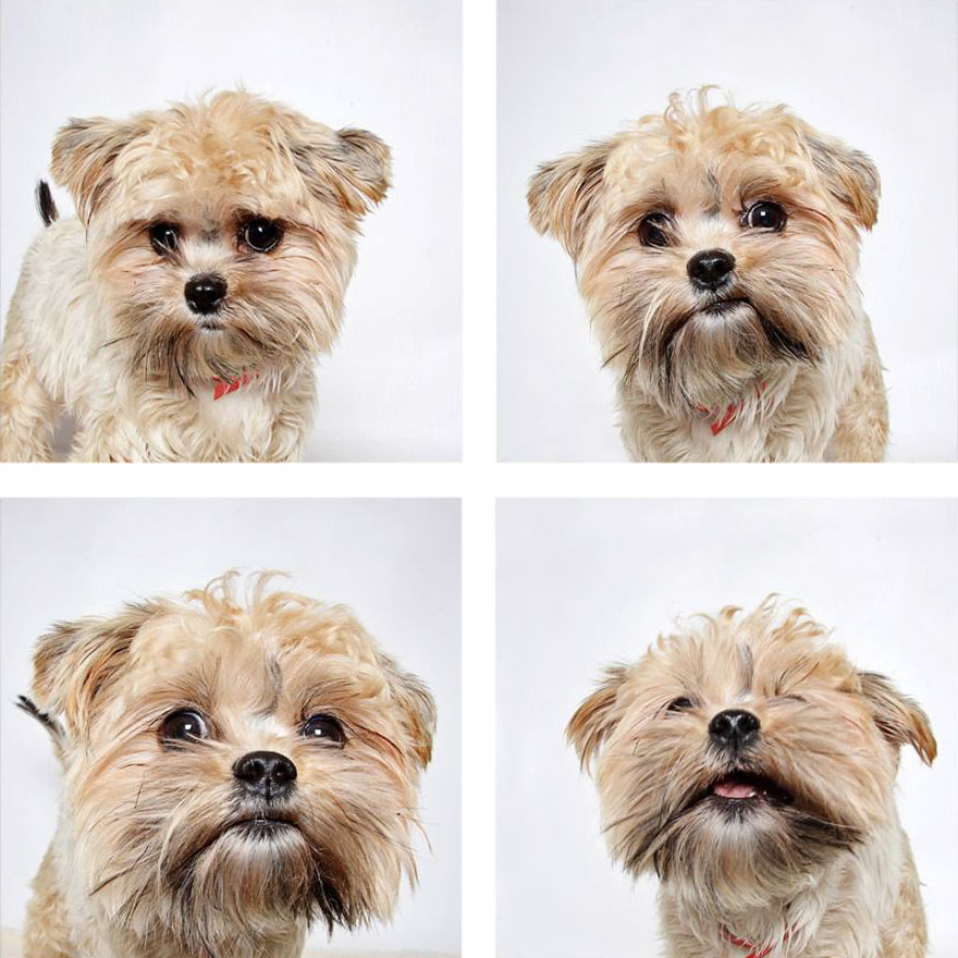 Shelter Dog Photobooth Pics Helps More Pups Find Forever Homes (25 pics)