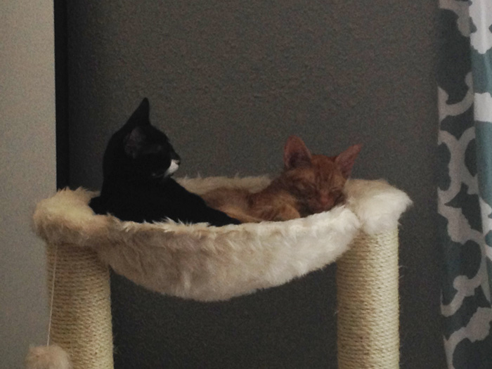 2 Cats 1 Bed: Adopted Cat Brothers Continue Sleeping Together Even After They Outgrow Their Bed