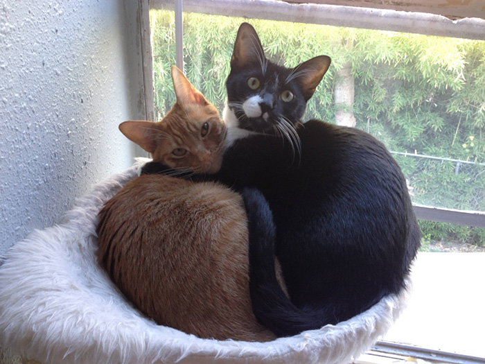 2 Cats 1 Bed: Adopted Cat Brothers Continue Sleeping Together Even After They Outgrow Their Bed
