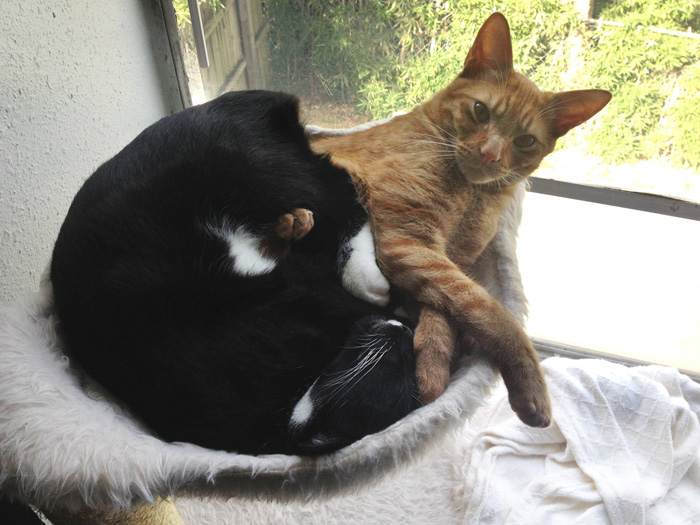 2 Cats 1 Bed: Adopted Cat Brothers Continue Sleeping Together Even After They Outgrow Their Bed
