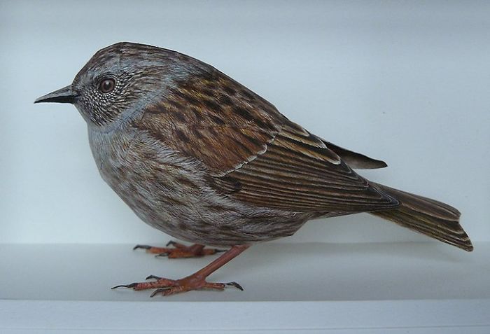 I Create Realistic Birds From Paper