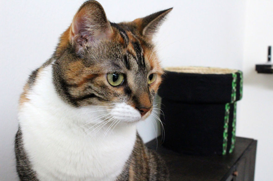 We Turned Our Room Into A Mario Cat World