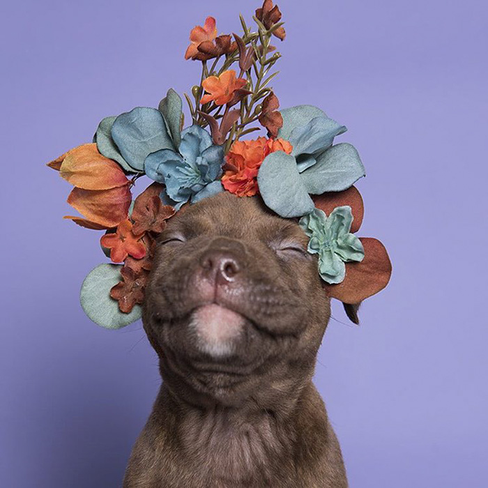 &#8216;Pit Bull Flower Power&#8217; Already Found Homes For 51 Pits (New Pics)