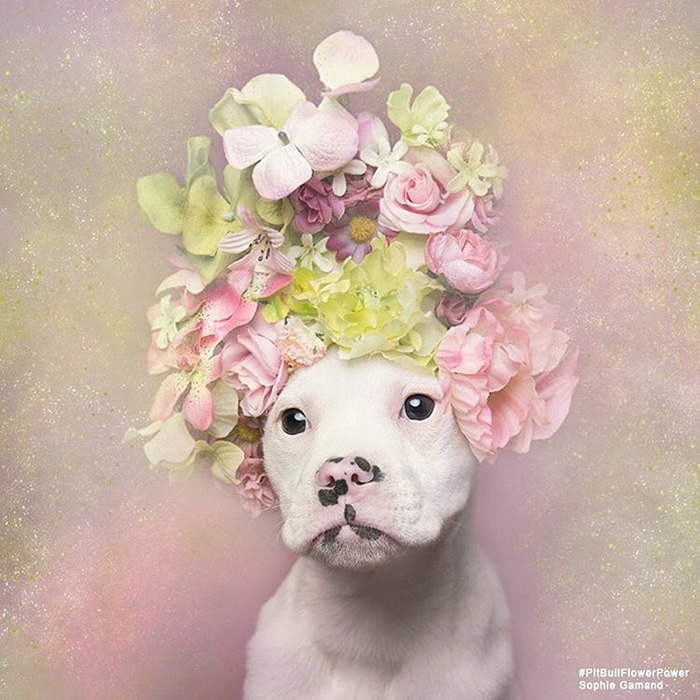 &#8216;Pit Bull Flower Power&#8217; Already Found Homes For 51 Pits (New Pics)