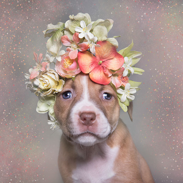 &#8216;Pit Bull Flower Power&#8217; Already Found Homes For 51 Pits (New Pics)