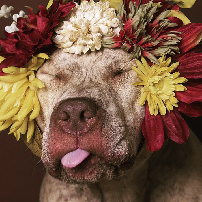 &#8216;Pit Bull Flower Power&#8217; Already Found Homes For 51 Pits (New Pics)