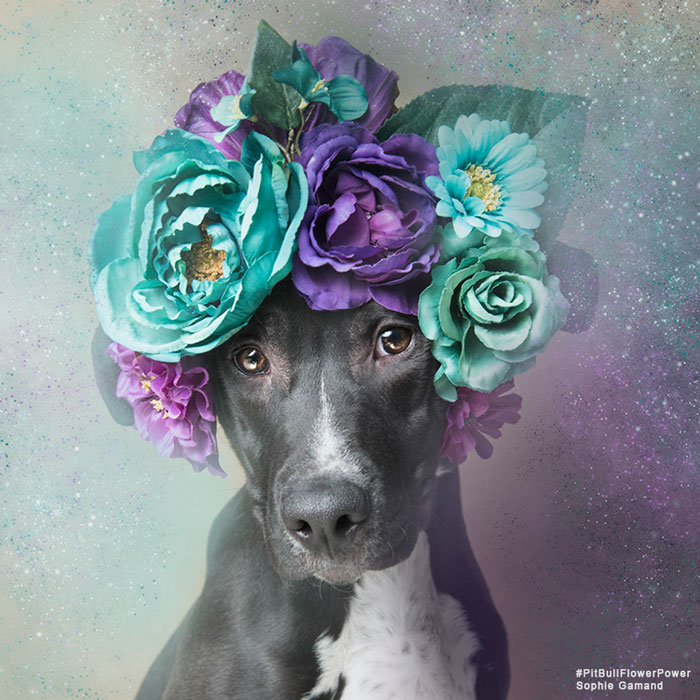 &#8216;Pit Bull Flower Power&#8217; Already Found Homes For 51 Pits (New Pics)