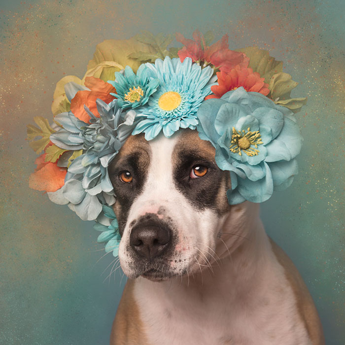 &#8216;Pit Bull Flower Power&#8217; Already Found Homes For 51 Pits (New Pics)
