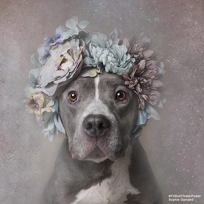 &#8216;Pit Bull Flower Power&#8217; Already Found Homes For 51 Pits (New Pics)