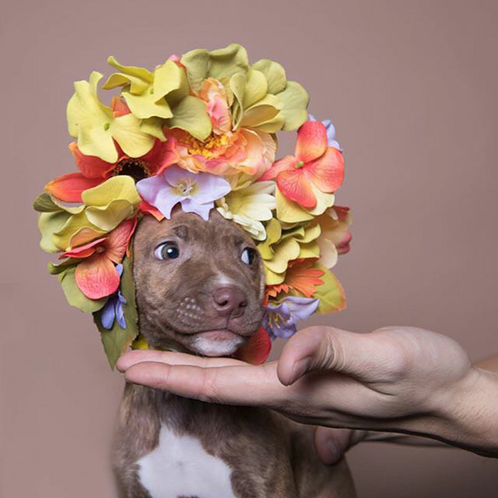 &#8216;Pit Bull Flower Power&#8217; Already Found Homes For 51 Pits (New Pics)