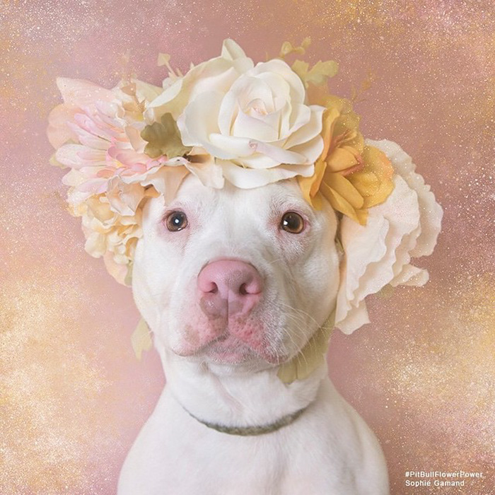 &#8216;Pit Bull Flower Power&#8217; Already Found Homes For 51 Pits (New Pics)
