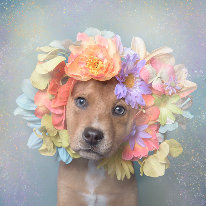 &#8216;Pit Bull Flower Power&#8217; Already Found Homes For 51 Pits (New Pics)