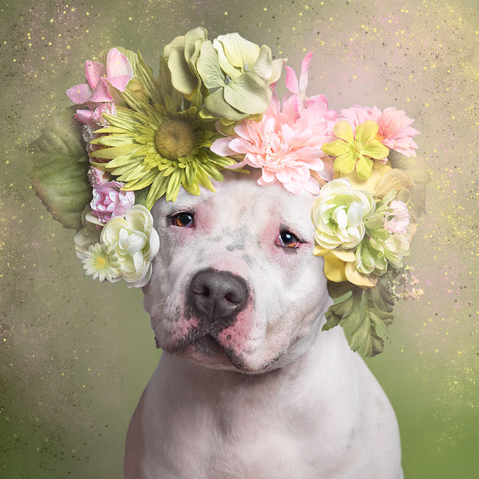 &#8216;Pit Bull Flower Power&#8217; Already Found Homes For 51 Pits (New Pics)