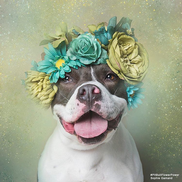 &#8216;Pit Bull Flower Power&#8217; Already Found Homes For 51 Pits (New Pics)