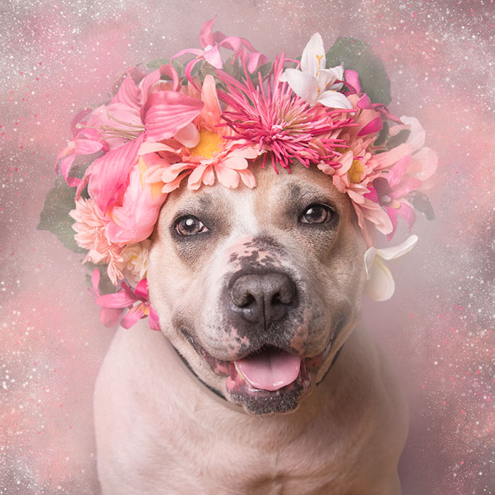 &#8216;Pit Bull Flower Power&#8217; Already Found Homes For 51 Pits (New Pics)