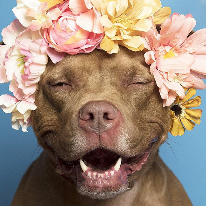 &#8216;Pit Bull Flower Power&#8217; Already Found Homes For 51 Pits (New Pics)