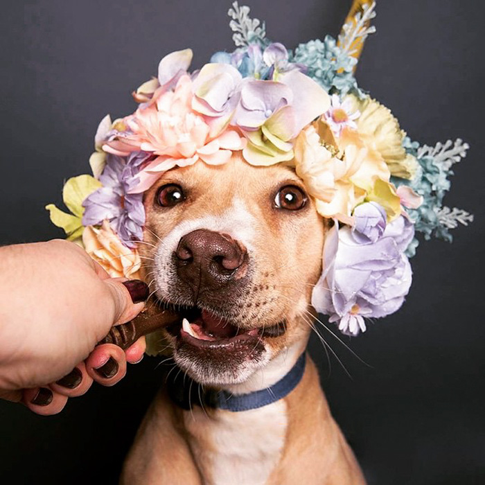 &#8216;Pit Bull Flower Power&#8217; Already Found Homes For 51 Pits (New Pics)