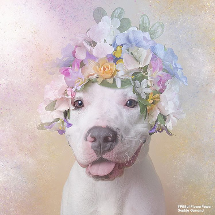 &#8216;Pit Bull Flower Power&#8217; Already Found Homes For 51 Pits (New Pics)