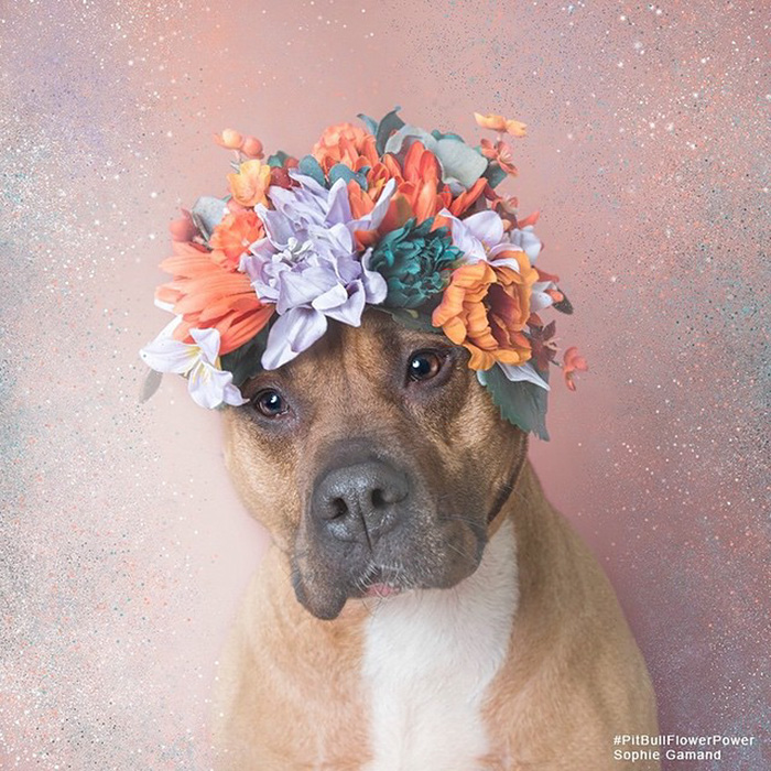 &#8216;Pit Bull Flower Power&#8217; Already Found Homes For 51 Pits (New Pics)