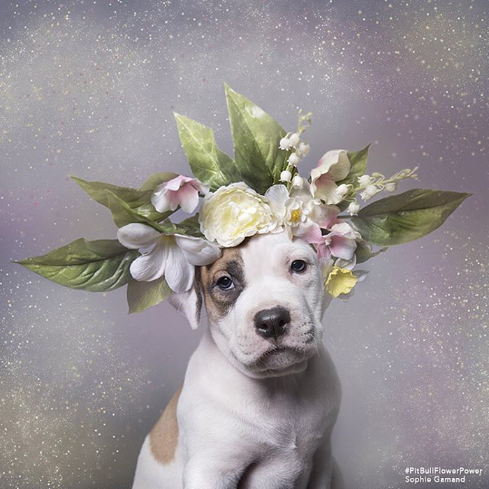 &#8216;Pit Bull Flower Power&#8217; Already Found Homes For 51 Pits (New Pics)