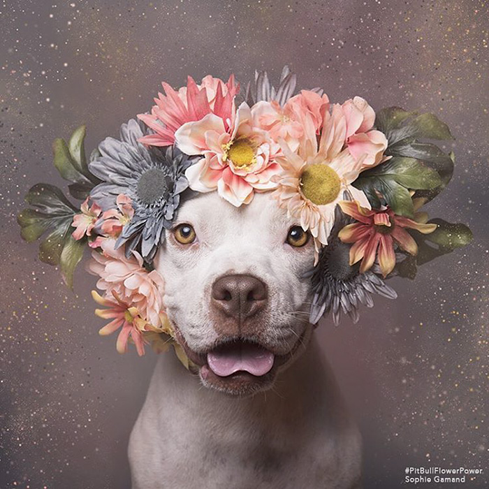 &#8216;Pit Bull Flower Power&#8217; Already Found Homes For 51 Pits (New Pics)