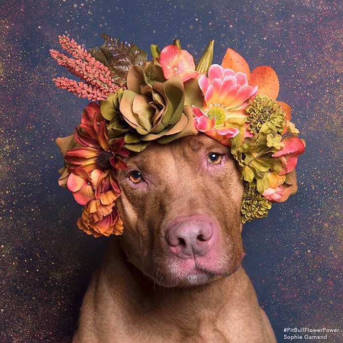 &#8216;Pit Bull Flower Power&#8217; Already Found Homes For 51 Pits (New Pics)