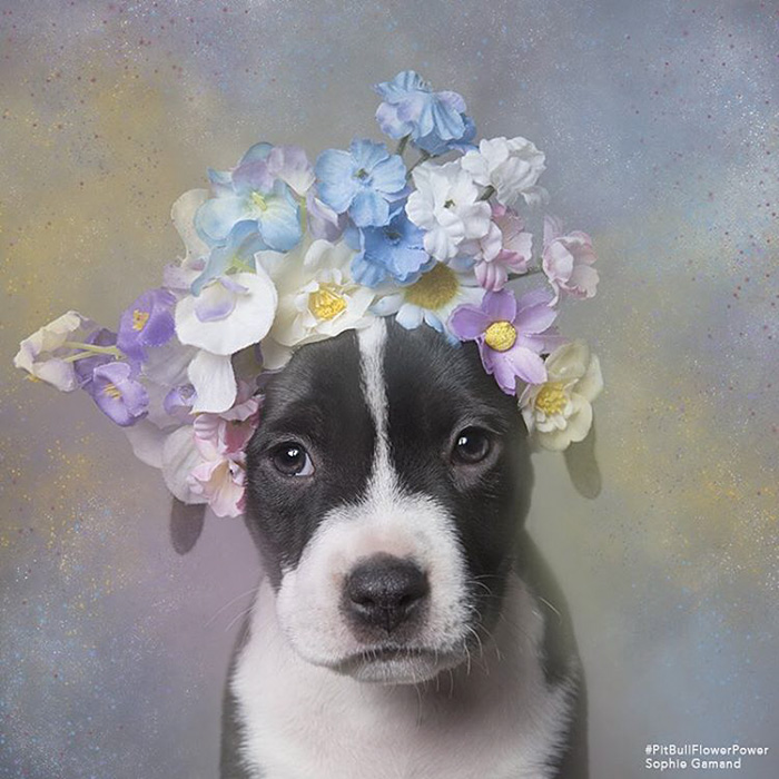 &#8216;Pit Bull Flower Power&#8217; Already Found Homes For 51 Pits (New Pics)
