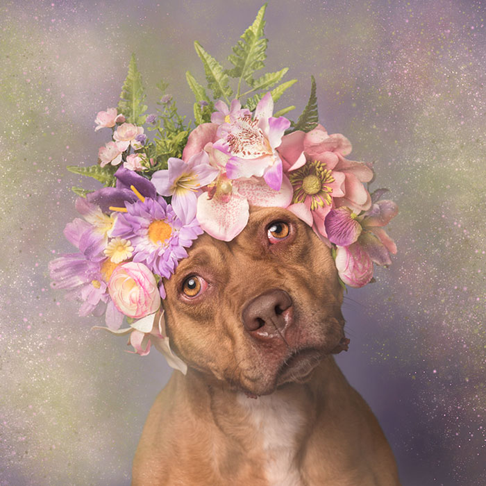 &#8216;Pit Bull Flower Power&#8217; Already Found Homes For 51 Pits (New Pics)