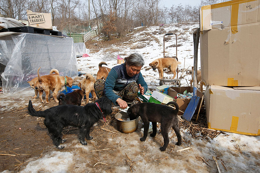 This South Korean Woman Is Raising 200 Dogs She Rescued From Being Killed