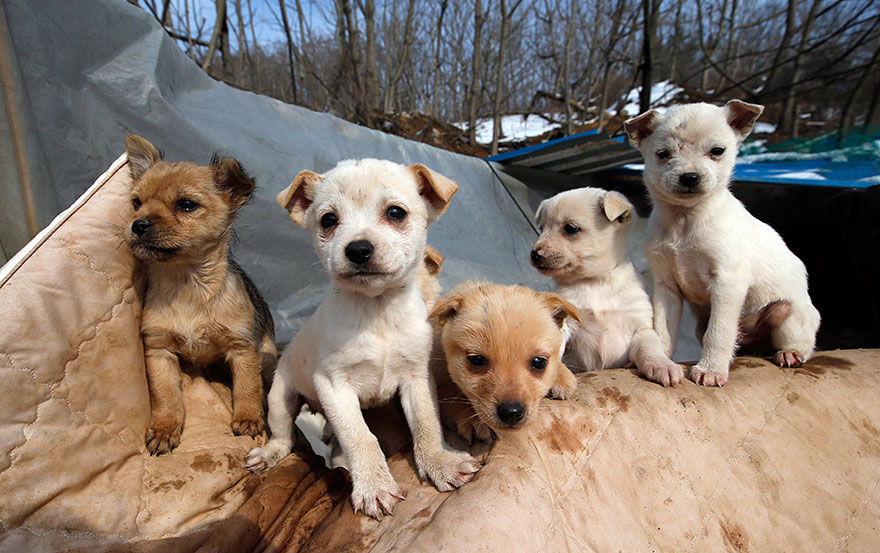 This South Korean Woman Is Raising 200 Dogs She Rescued From Being Killed