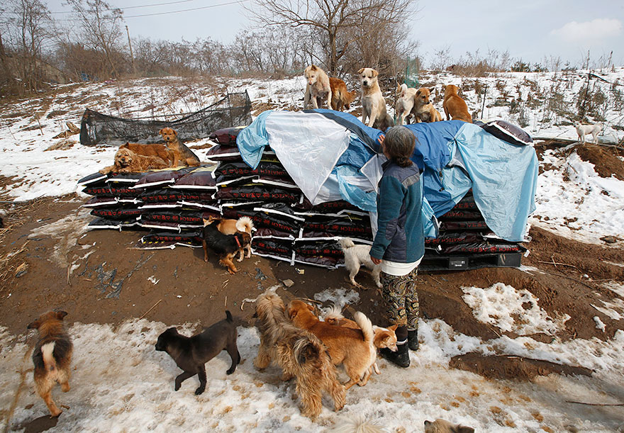 This South Korean Woman Is Raising 200 Dogs She Rescued From Being Killed