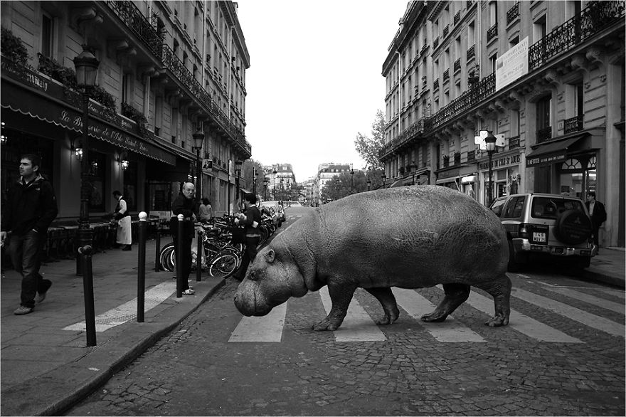 Zoo Animals Invade The Streets To Show What Tolerant Society Would Look Like Zoo Animals Invade The Streets To Show What Tolerant Society Would Look Like