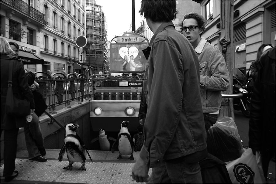 Zoo Animals Invade The Streets To Show What Tolerant Society Would Look Like Zoo Animals Invade The Streets To Show What Tolerant Society Would Look Like